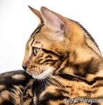marbled Kater